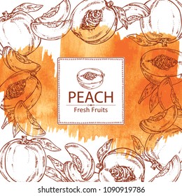 Watercolor background with peach and peach slice background. Vector hand drawn illustration