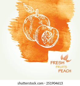 Watercolor background with peach in vector. 