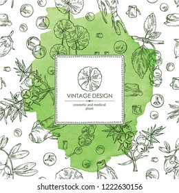 Watercolor background with perfumery, cosmetics and medical plant: jojoba, eleutherococcus, chinese schisandra, gotu kola and juniper. Vector hand drawn illustration