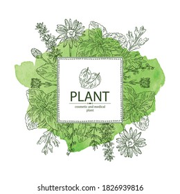 Watercolor background with perfumery, cosmetics and medical plant: arnica montana flowers, wormwood flowers, melissa plant and hyssopus officinalis. Vector hand drawn illustration