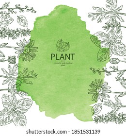 Watercolor background with perfumery, cosmetics and medical plant: arnica montana flowers, wormwood flowers, melissa plant and hyssopus officinalis. Vector hand drawn illustration