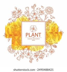 Watercolor background with perfumery and medical plants: celandine flowers, calendula, nettle, flax. Vector hand drawn illustration.