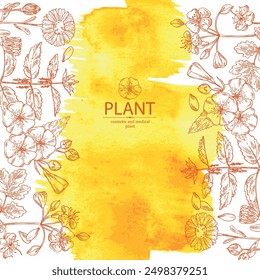 Watercolor background with perfumery and medical plants: celandine flowers, calendula, nettle, flax. Vector hand drawn illustration.