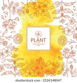 Fundo aquarela com perfumaria e plantas médicas: flores de celandina, calendula, urtiga, linho. Ilustração desenhada à mão vetorial.