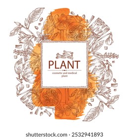 Fondo de acuarela con perfumería y plantas medicinales: naranja amarga, fruta de bigaradia, viola odorata, planta de amyris, magnolia champaca. Vector dibujado a mano ilustración.