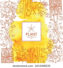Watercolor background with perfumery and medical plants: vetiver root, vanilla, sandalwood, myrtus. Vector hand drawn illustration.