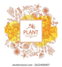 Watercolor background with perfumery and medical plants: mimosa flowering branch, gardenia flowers, albizia lankaran, citron fruit. Vector hand drawn illustration.