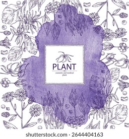 Fundo aquarela com perfumaria e plantas médicas: avelã bruxa, aster tataricus, stemona tuberosa, callicarpa macrophylla. Ilustração desenhada à mão vetorial.