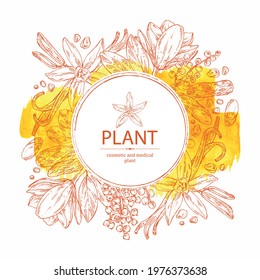 Watercolor Background With Perfumery Plant: Magnolia Grandiflora Flower, Mimosa Flowers, Vanilla Pod And Flower And Tonka Beans Pod. Cosmetic, Perfumery And Medical Plant. Vector Hand Drawn