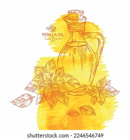 Watercolor background with perilla: plant and perilla leaves and bottle of isatis oil. Vector hand drawn illustration
