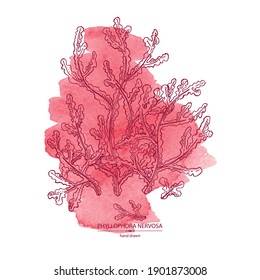 Watercolor background phyllophora nervosa: phyllophora seaweed, sea kale. Red algae. Edible seaweed. Vector hand drawn illustration.