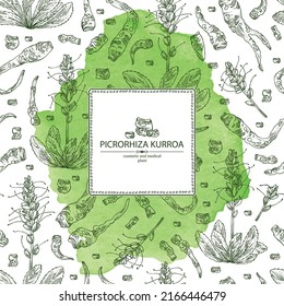 Watercolor background with picrorhiza kurroa: picrorhiza kurroa plant, leaves, flowers and picrorhiza kurroa root. Katuka. Cosmetic, perfumery and medical plant. Vector hand drawn illustration.