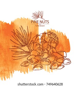 Watercolor background with pine nuts: pine nuts and cedar cone. Cosmetics and medical plant. Vector hand drawn illustration.