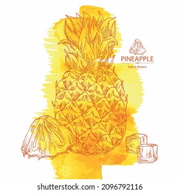 Watercolor background with pineapple: pineapple fruit, leaves and pineapple slice. Ananas comosus. Hand drawn vector illustration