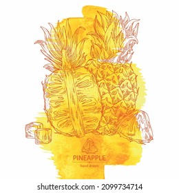 Watercolor background with pineapple: pineapple fruit, leaves and pineapple slice. Ananas comosus. Hand drawn vector illustration