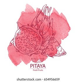 Watercolor background with pitaya fruit: fruit and pitaya slice. Dragon fruit. Vector hand drawn illustration.