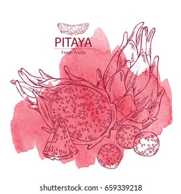 Watercolor background with Pitaya fruit: fruit and pitaya slice. Dragon fruit. Vector hand drawn illustration.