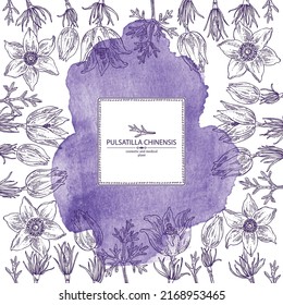 Watercolor background with pulsatilla chinensis: anemone chinensis plant, leaves and pulsatilla chinensis flowers. Anemone chinensis. Cosmetic, perfumery and medical plant. Vector hand drawn illustrat