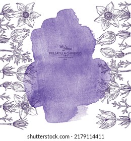 Watercolor background with pulsatilla chinensis: anemone chinensis plant, leaves and pulsatilla chinensis flowers. Anemone chinensis. Cosmetic, perfumery and medical plant. Vector hand drawn illustrat
