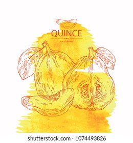 Watercolor background with quince: fruit, flower, leaves and quince slice. Vector hand drawn illustration.