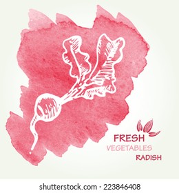 Watercolor background with radish  in vector. 