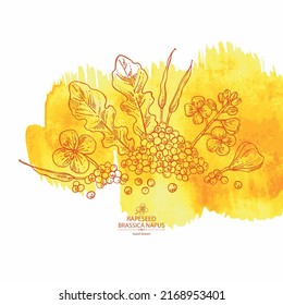 Watercolor background with  rapeseed: brassica napus plant, seeds and  rapeseed flowers. Brassica napus. Vector hand drawn illustration. 
