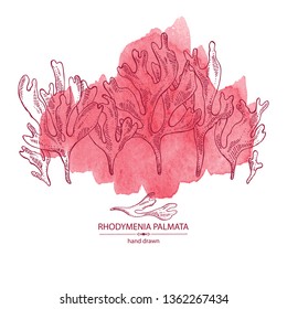 Watercolor background with rhodymenia palmata : rhodymenia palmata seaweed. Red edible seaweed. Vector hand drawn illustration.