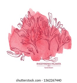 Watercolor background with rhodymenia palmata : rhodymenia palmata seaweed. Red edible seaweed. Vector hand drawn illustration.