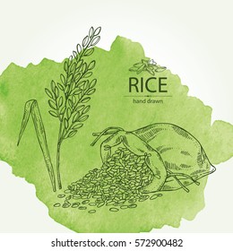 Watercolor background with rice and bag of rice. hand drawn.