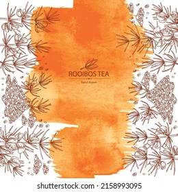 Watercolor background rooibos: aspalathus linearis plant, rooibos leaves, aspalathus flowers and rooibos tea. Aspalathus linearis. Vector hand drawn illustration.