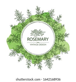 Watercolor background with rosemary. Vector hand drawn illustration.