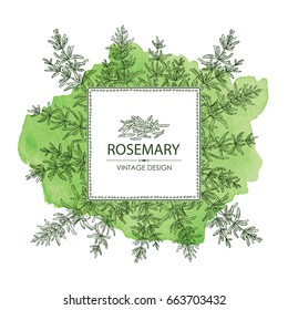 Watercolor background with rosemary. Vector hand drawn illustration.