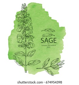 Watercolor background with sage: branch of sage, leaves and flowers of sage. Cosmetic, perfumery and medical plant. Vector hand drawn illustration.