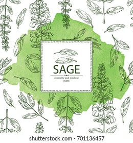 Watercolor background with sage, branch of sage, leaves and flowers. Cosmetic, perfumery and medical plant. Vector hand drawn illustration.