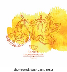 Watercolor background with santol: fruit, santol slice and leaves. Wild mangosteen. Sandoricum koetjape. Vector hand drawn illustration.
