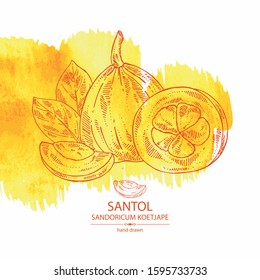 Watercolor background with santol: fruit, santol slice and leaves. Wild mangosteen. Sandoricum koetjape. Vector hand drawn illustration.