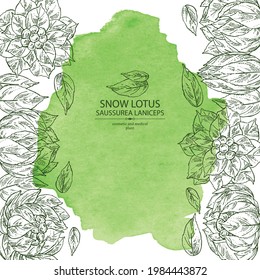 Watercolor background with saussurea laniceps: plant, snow lotus flowers and leaves. Limnanthes alba. Cosmetic and medical plant. Vector hand drawn illustration
