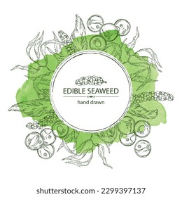 Watercolor background with seaweed, algae: chlorella, macrocystis seaweed, caulerpa, sea grapes, aonori, monostroma. Green, brown and red algae. Edible seaweed. Vector hand drawn illustration