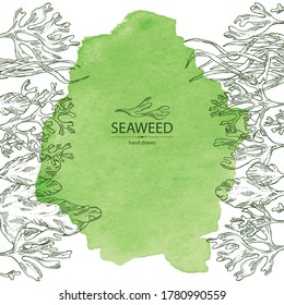 Watercolor background with seaweed, algae: ulva, enteromorpha, rhodymenia palmata,irish moss. Green and red algae. Edible seaweed. Vector hand drawn illustration