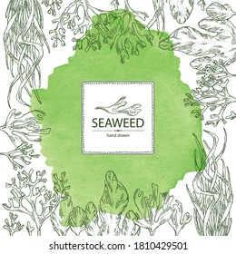 Watercolor background with seaweed, algae: ulva, enteromorpha, rhodymenia palmata,irish moss. Green and red algae. Edible seaweed. Vector hand drawn illustration