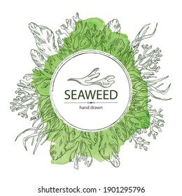 Watercolor background with seaweed, algae: ulva, enteromorpha, rhodymenia palmata,irish moss. Green and red algae. Edible seaweed. Vector hand drawn illustration