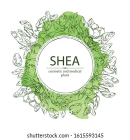 Watercolor background with shea nut. Cosmetics and medical plant. Vector hand drawn illustration. 