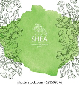 Watercolor background with shea nut. Cosmetics and medical plant. hand drawn