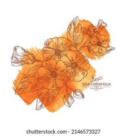 Watercolor background with sida cordifolia: sida cordifolia plant, bala leaves and sida cordifolia flowers. Bala. Cosmetic, perfumery and medical plant. Vector hand drawn illustration.