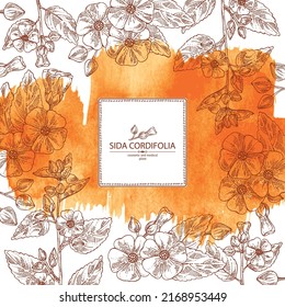 Watercolor background with sida cordifolia: sida cordifolia plant, bala leaves and sida cordifolia flowers. Bala. Cosmetic, perfumery and medical plant. Vector hand drawn illustration.