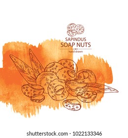 Watercolor background with soap nuts, sapindus: fruit,  nuts and leaves. Vector hand drawn illustration.