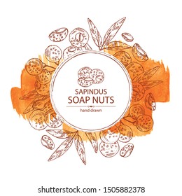Watercolor background with soap nuts, sapindus: fruit and branch witn nuts and leaves. Vector hand drawn illustration.