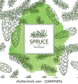 Watercolor background with spruce: branch of spruce with cone. Cosmetics and medical plant. Vector hand drawn illustration.