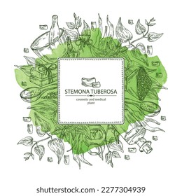 Watercolor background with stemona tuberosa: stemona plant, leaves, flowers and stemona tuberosa root. Oil, soap and bath salt . Cosmetics and medical plant. Vector hand drawn illustration