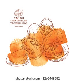 Watercolor background with straw mushroom: Cao Gu mushroom and a bit of volvariella volvacea. Mushroom. Vector hand drawn illustration